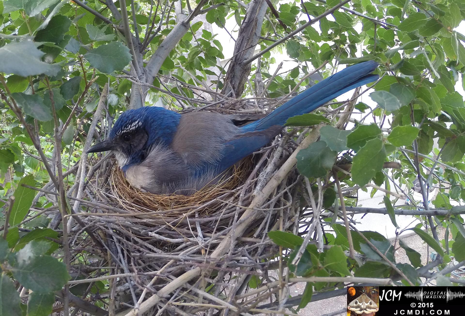 Scrub Jay Nest Documentary GoPro Hero3+ Black polecam 4-4-2015 Santa Clarita JCMDI.COM